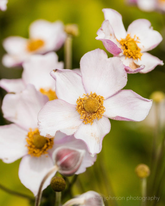 An image of pink japanese anemone flowers
