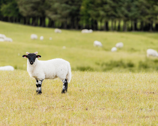 Scottish sheep standing in a green pasture with blurred flock in the background, rustic countryside photography.