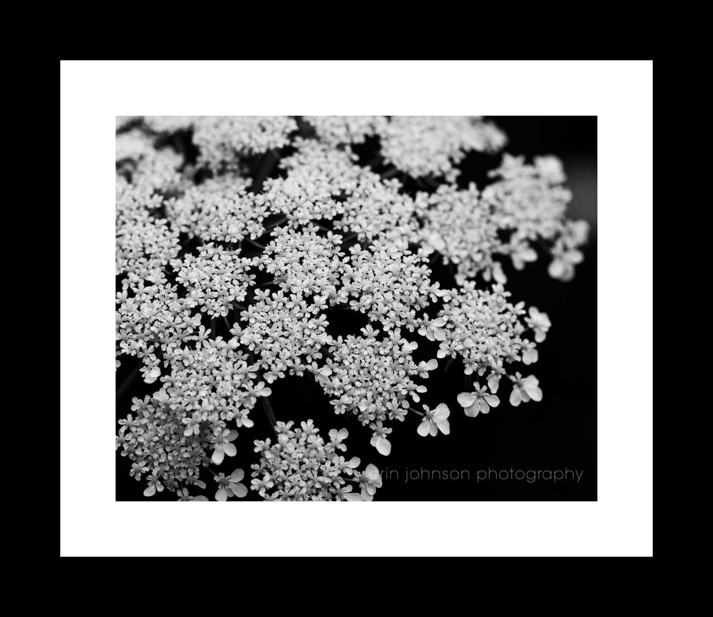 Black and White Queen Anne's Lace 0001 | Flower Photography Print