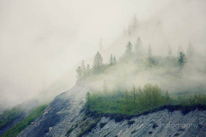 Trees and Fog | Alaska Photography Print