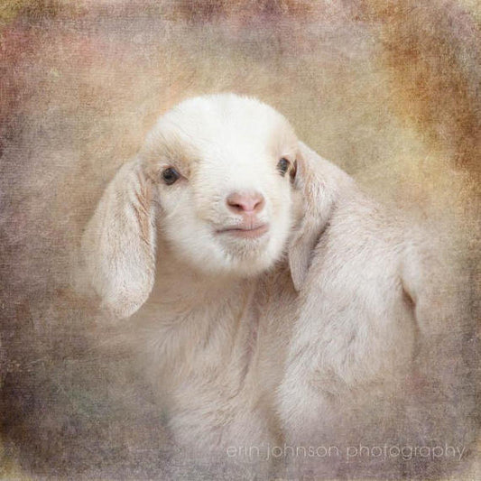 Baby Goat Portrait | Farm Animal Photography