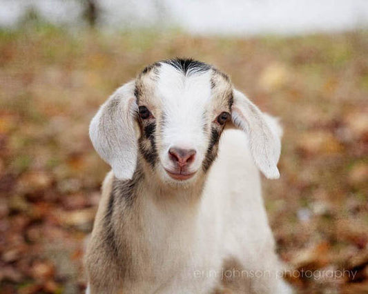 a small goat standing on top of a pile of leaves