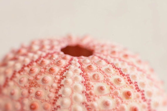 Pink Urchin III | Sealife Still Photography Print