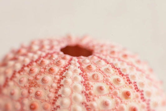 a close up of a pink object on a white surface