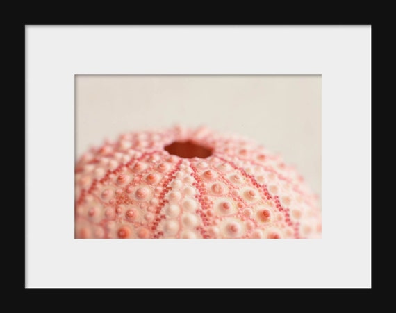 Pink Urchin III | Sealife Still Photography Print