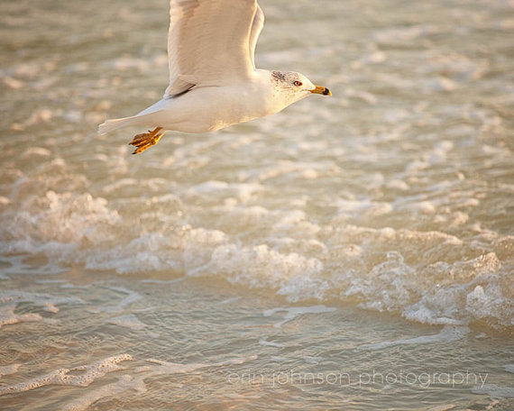 Seagull Takes Flight | Bird Photography