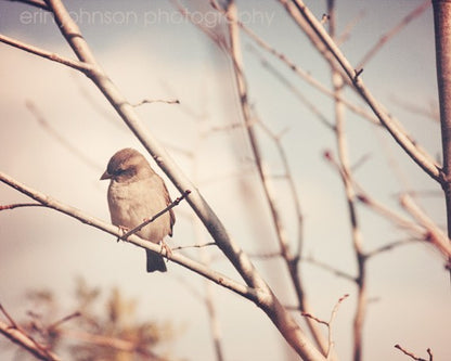 A photograph of a bird perched on a branch, with a blurred background of a tree in winter.