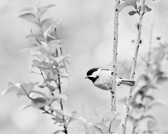The Chickadee | Black and White Bird Photography Print