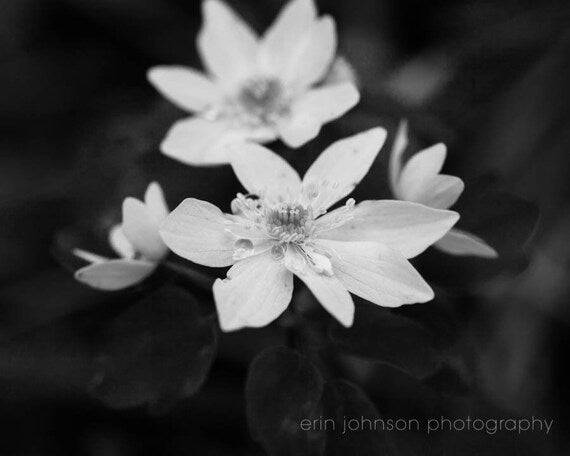 a black and white photo of some flowers