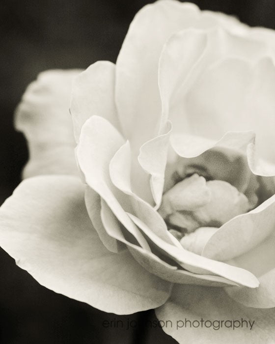 Vanilla Rose | Black and White Flower Photograph