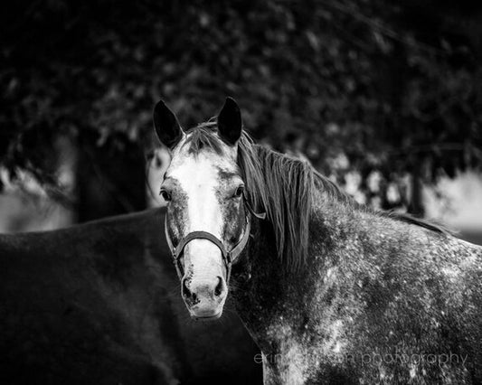 a black and white photo of two horses