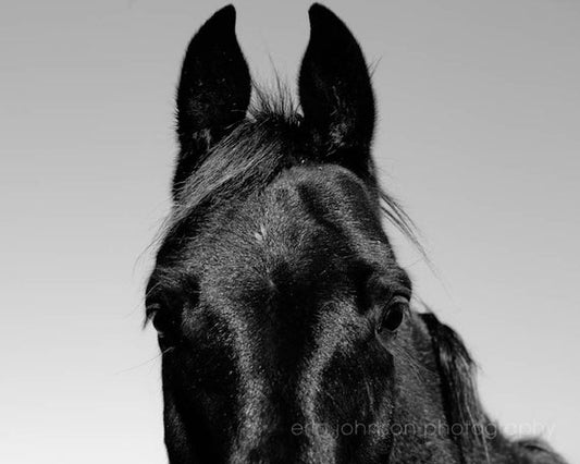 a black and white photo of a horse