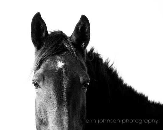 Horse in Black and White | Animal Photography Print