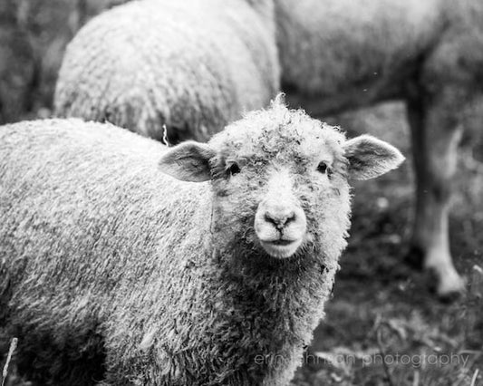 a black and white photo of sheep in a field