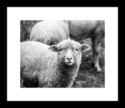 Black And White Lamb | Farm Animal Photography