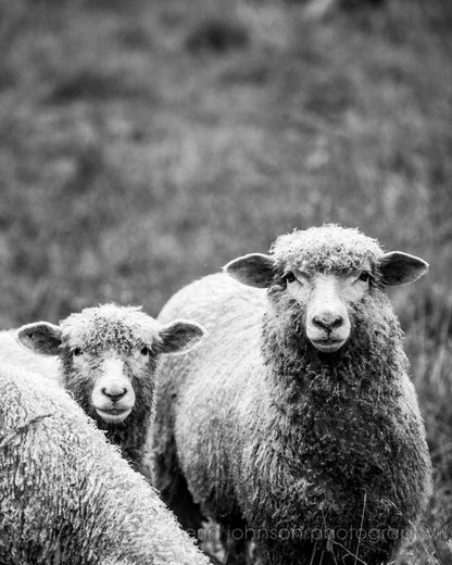 Black and White Sheep | Rustic Farmhouse Photography