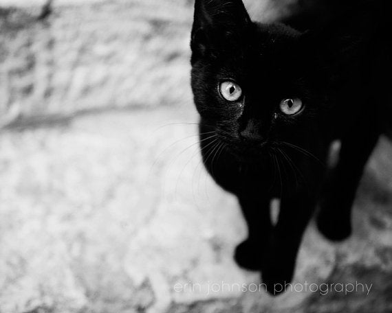 a black cat with blue eyes standing on a rock