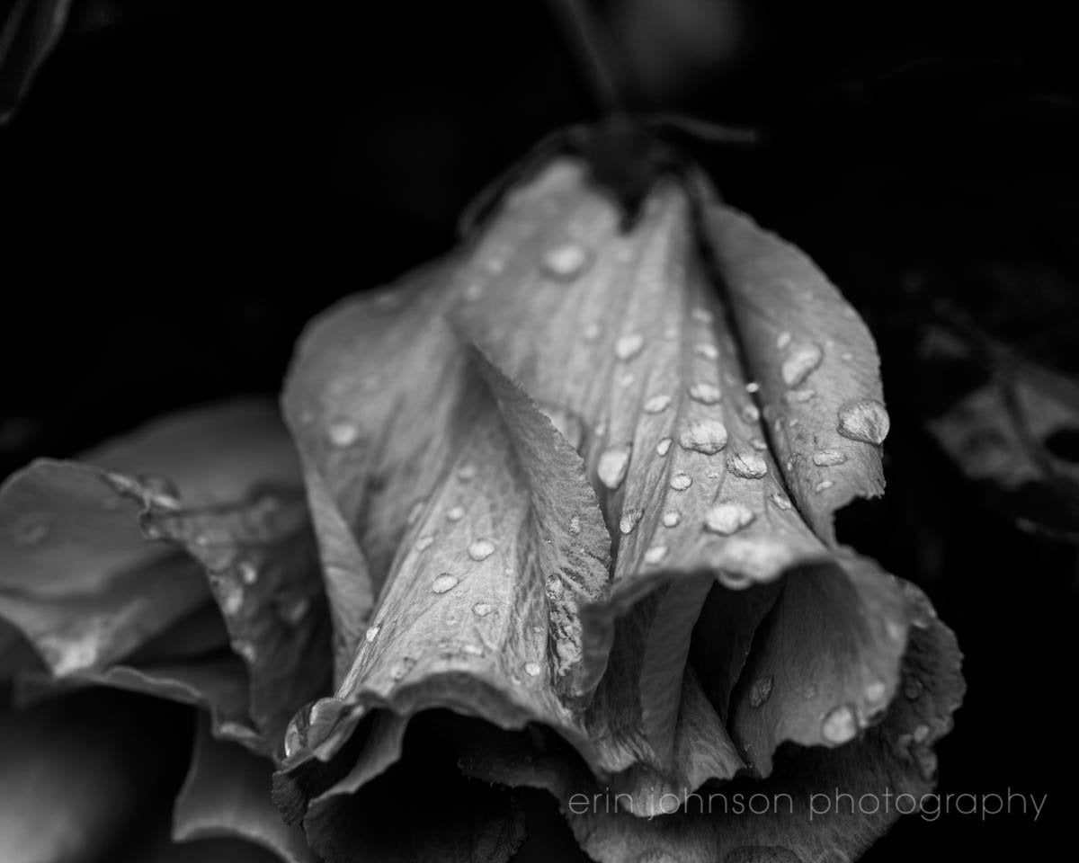 a black and white photo of a flower with water droplets