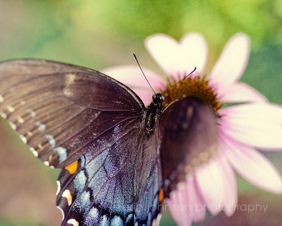 Eastern Black Swallowtail III | Butterfly Photography
