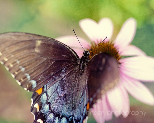 a butterfly sitting on top of a pink flower