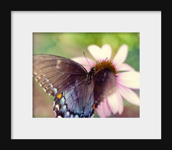 Eastern Black Swallowtail III | Butterfly Photography