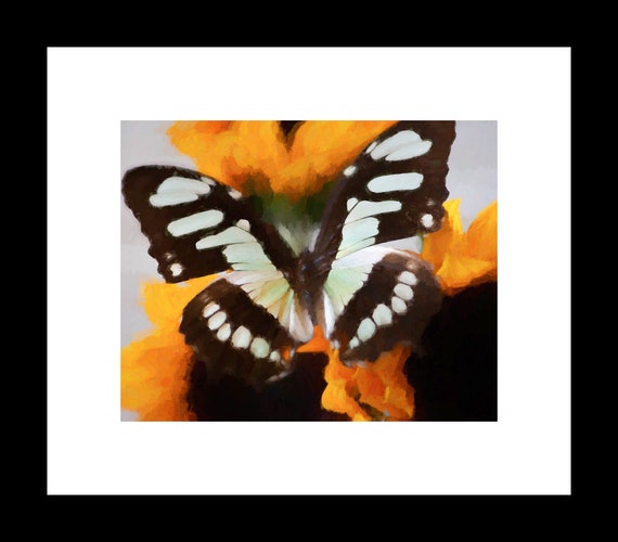 Summer Butterfly | Floral Still Life Art