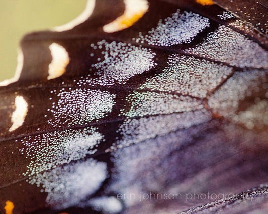 a close up view of a butterfly's wing