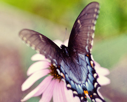 a black and white butterfly sitting on a pink flower