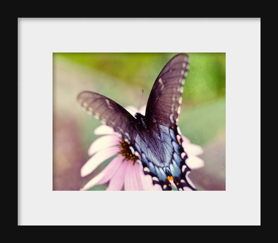 Eastern Black Swallowtail IV | Butterfly Photography