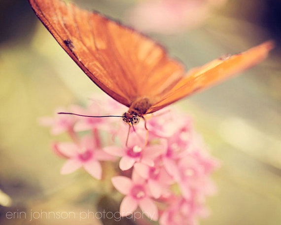 a close up of a butterfly on a flower