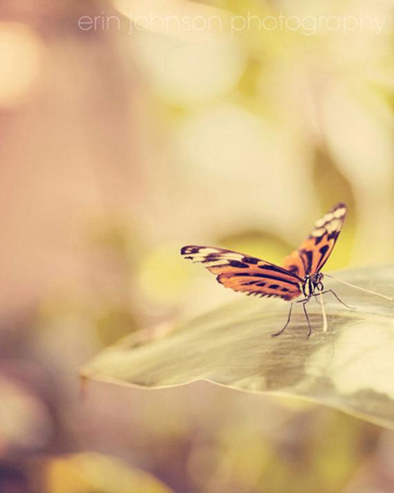 a butterfly sitting on top of a leaf