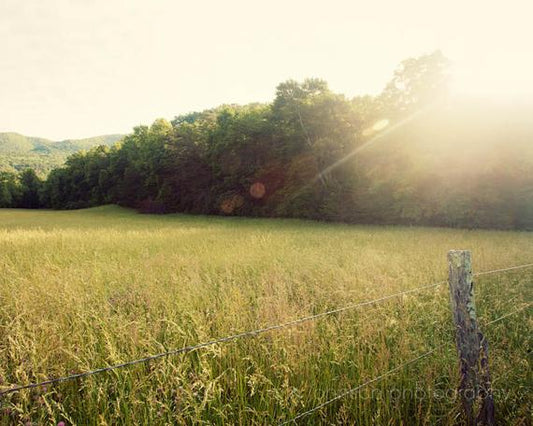 a field of grass with a fence in the foreground