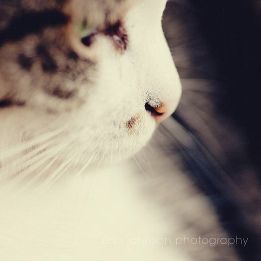Kitty Love | Animal Photography Print