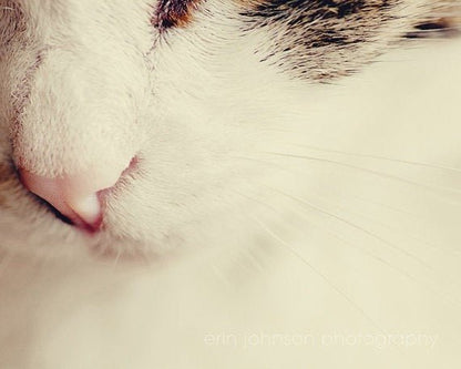 Fine art cat photography print featuring a sweet feline portrait – framed wall print or canvas for cat lovers and animal photography home decor.