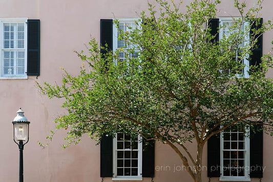 a tree in front of a pink building with black shutters