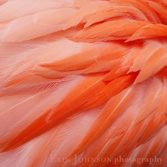 a close up of a pink and orange bird's feathers