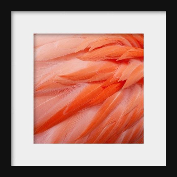 Flamingo Feathers | Animal Photography
