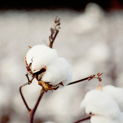 Southern Snow | Rustic Cotton Field Farmhouse Print