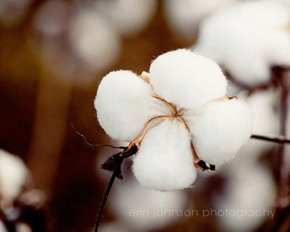 Cotton Flower | Rustic Farmhouse Photography