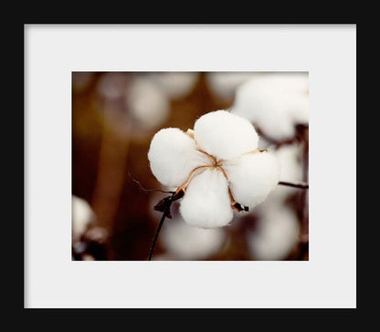 Cotton Flower | Rustic Farmhouse Photography
