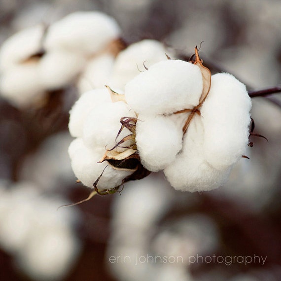 a close up of a cotton plant with a blurry background
