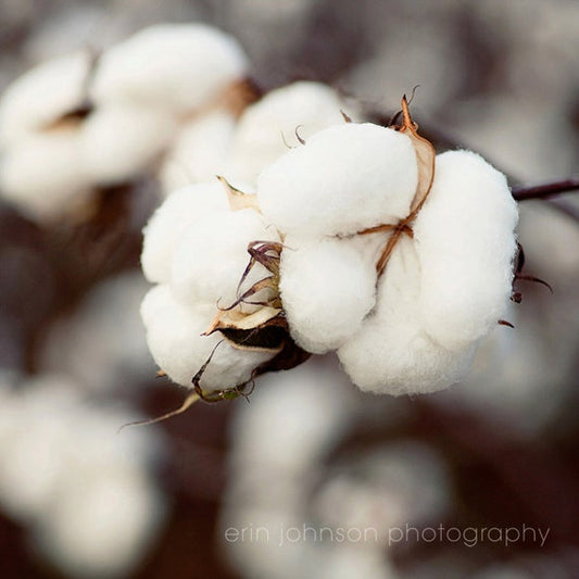 Cotton Bouquet | Rustic Farmhouse Photography