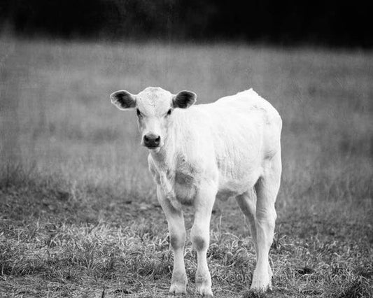 a black and white photo of a cow in a field