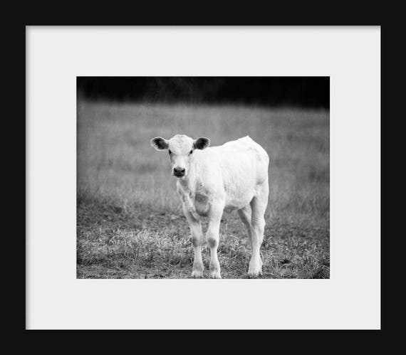 Baby Calf | Black and White Farmhouse Print