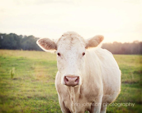 a white cow standing in a green field