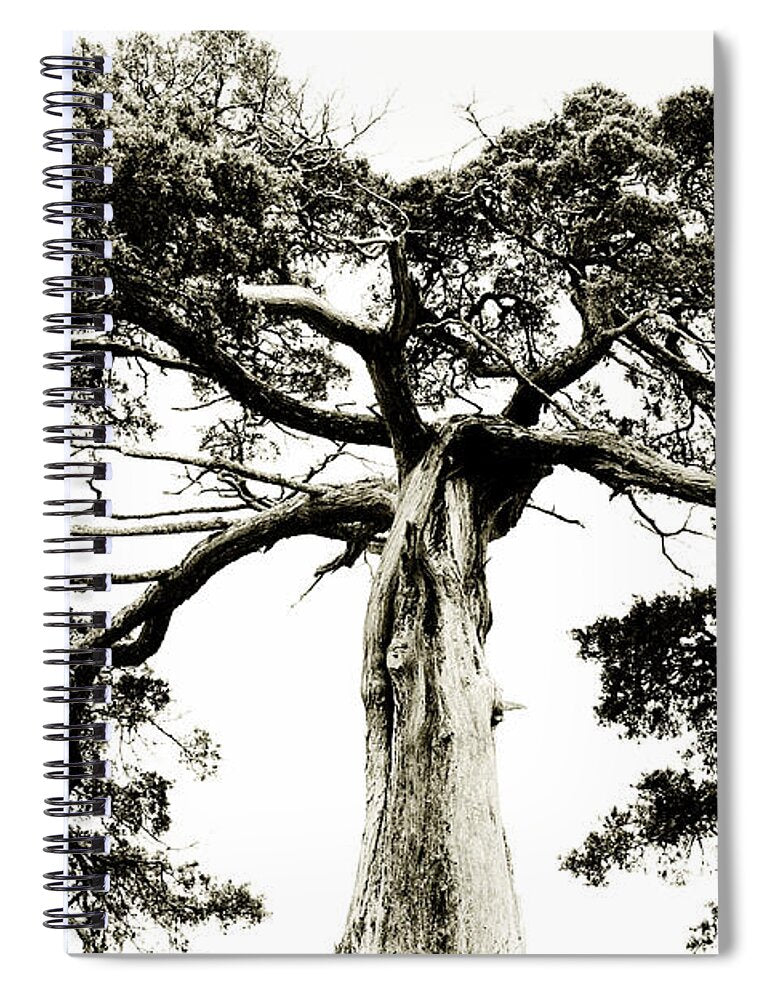 Crooked Tree - Spiral Notebook