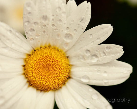 a close up of a white flower with water droplets