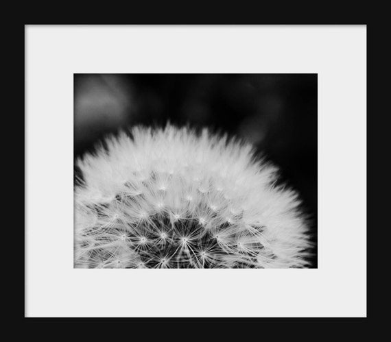 Dandelion in Black and White | Floral Photography