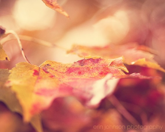 Autumn Leaves | Fall Landscape Photography