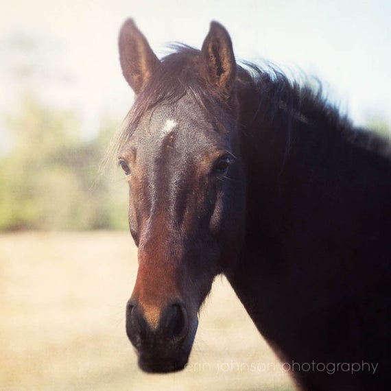 a close up of a horse with a blurry background